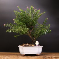 купея 38 общ